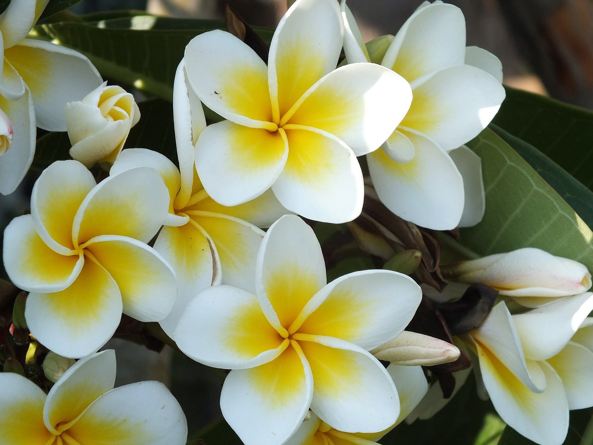 Ägyptischer Jasmin - König der Düfte